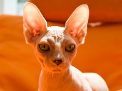 -飞行喵MR PILOT|猫舍·猫咖(静安大融城店)