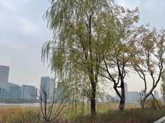 -金沙湖公园