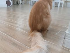 -李小姐の猫咖啡馆(五角场店)