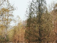 -藏山旅游风景区