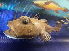 -上海自然博物馆