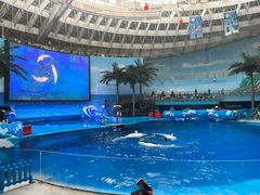 -海合安成都极地海洋公园