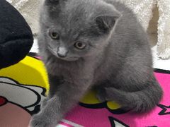 -瑞派康怡24h宠物医院·犬猫医疗中心·微创绝育(瑞景分院)