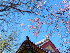 -桃花堤公园