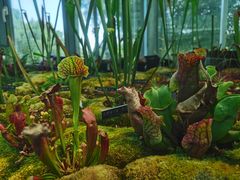 -北京植物园-展览温室