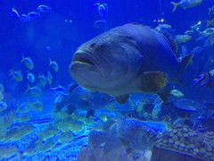 -华夏文旅海洋公园