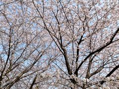 -高东镇樱花园