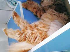 -纳吉亚猫专科动物医院博雅分院
