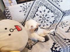 -平行世界·猫咖(首经贸店)