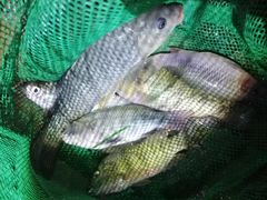 -南宁良凤江国家森林公园