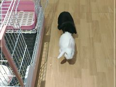 -猫猫幼稚园·撸猫·桌游·电玩