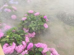 -空港花田景区