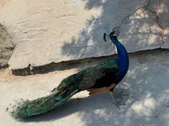 -西霞口神雕山野生动物世界