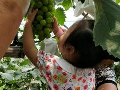 -马陆小张葡萄园农家乐