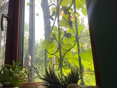 -初见咖啡(青大路店)