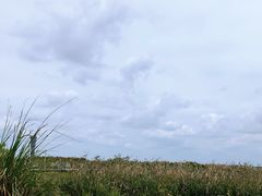 -上海吴淞炮台湾国家湿地公园