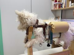 -西安京西宠物医院·瘫痪·疑难杂症