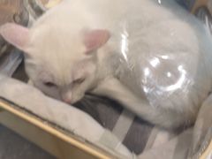 -宠颐生斯嘉宠物医院·急重症·心内科(谷阳北路分院)