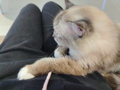 -怪兽屋·羊驼·猫咖·狗咖(俊华广场店)