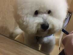 -半岛宠物医院24小时(科华中路店)