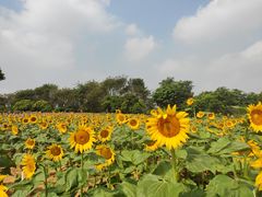 -松山湖梦幻百花洲
