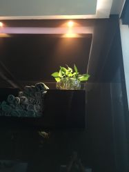 -史云逊养发中心