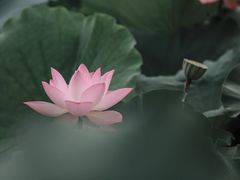 -三圣花乡旅游区