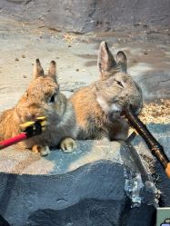 -Zoolung Zoolung动物主题公园(海信广场店)