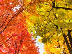 -长白岛森林公园