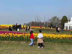-杭州湾海上花田景区