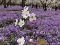 -江苏三台山国家森林公园