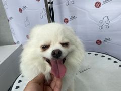 -伟伟宠物医院·CT影像中心·瑞派犬猫综合性门诊(汉口总院)