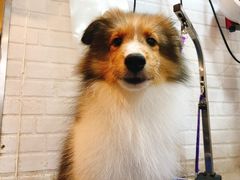 -PETKIT小佩宠物(古北店)