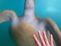 -广东惠东海龟国家级自然保护区