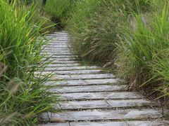 -佛手湖郊野公园