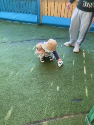 -萌宠亲子动物乐园(槐房万达店)