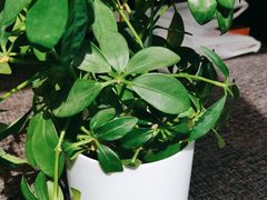 -大鸭梨烤鸭(枣园店)