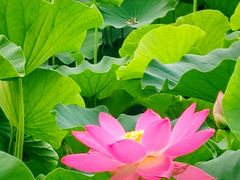 -莲花池公园