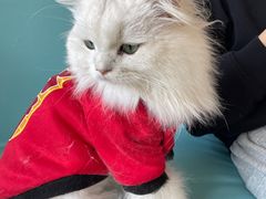 -猫在这儿猫咪咖啡馆·撸猫馆