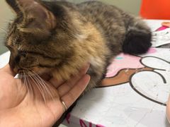 -伟伟宠物医院·瑞派猫友好医院·猫科(光谷店)