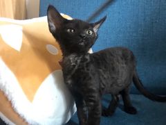 -山宅一喵德文卷毛猫舍