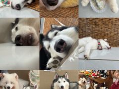 -星多哈·狗咖·拼豆·咖啡