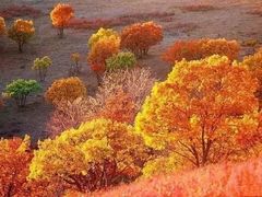 -塞罕坝国家级自然保护区