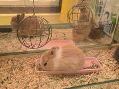 -龙猫仔乐园(惠福东路店)