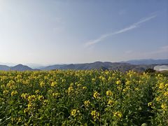 -桑洲油菜花景区