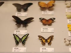 -四川大学博物馆