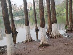 -重庆彩云湖湿地公园