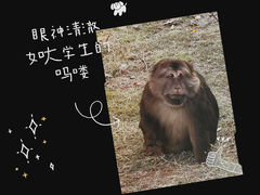 -合肥野生动物园