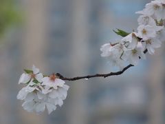 -钱塘江大桥