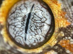 -酷以爬仙阁实体爬宠店·守宫·蜥蜴·专业繁育